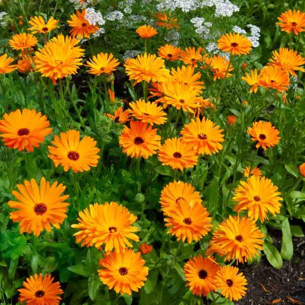 Fleurs - Souci Orange - BIO - face recto